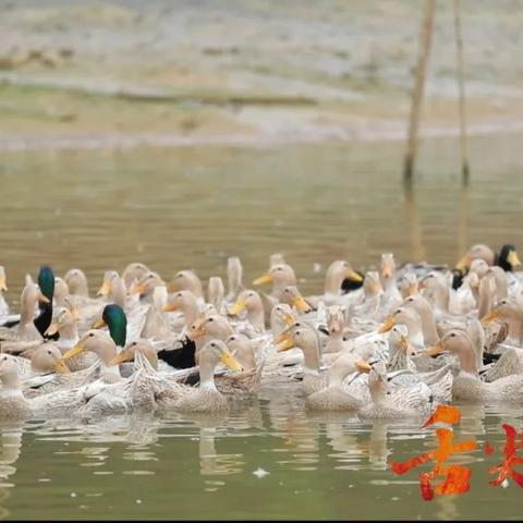 桂林市醋血鸭怎么做