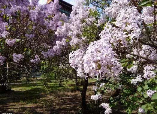 盆栽补肾植物,韭菜生长过程中变细变黄?