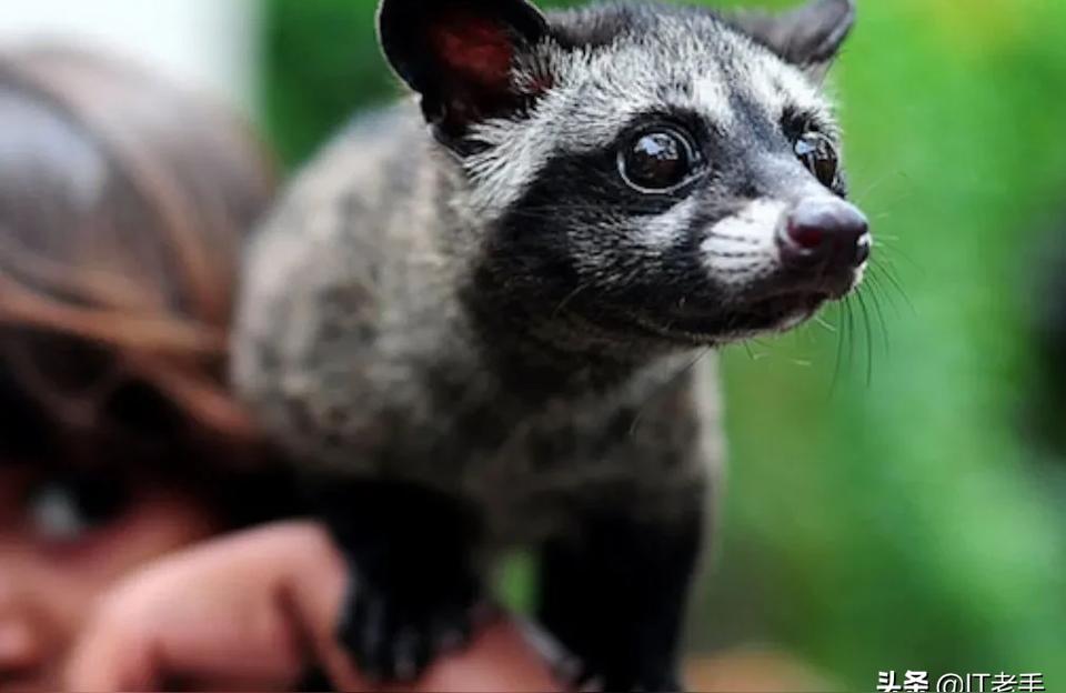 麝香猫多少钱一只 (香猫是国家几级保护动物)