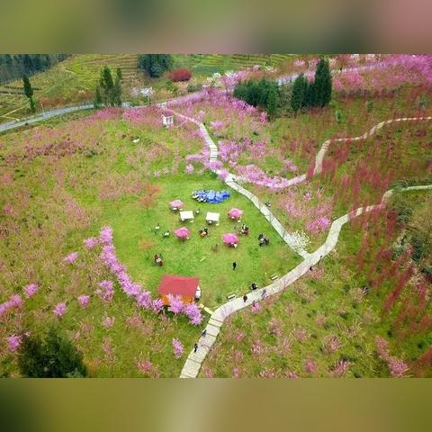 虹口足球场赏花多少钱