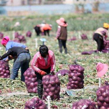 河南土豆销路怎么样