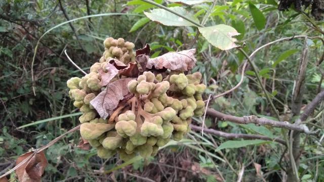 盐肤木图片,一年中哪个时候的蜜最好?