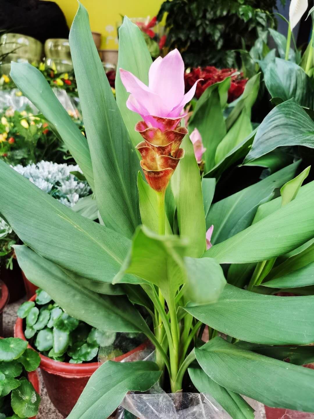 姜荷花盆栽种植方法,盆栽富贵鸟怎么浇水?