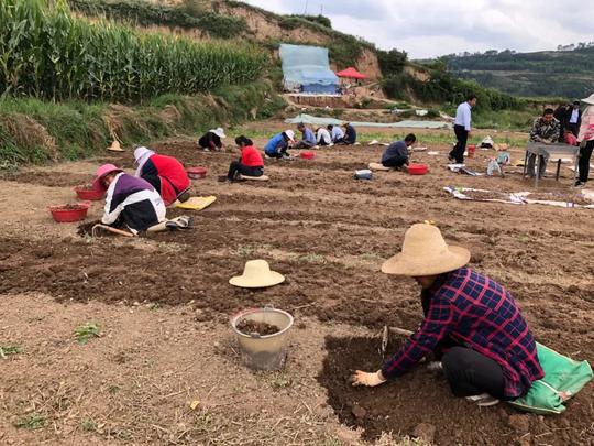 【走向我们的小康生活】半夏地里结硕果足不出户挣钱忙