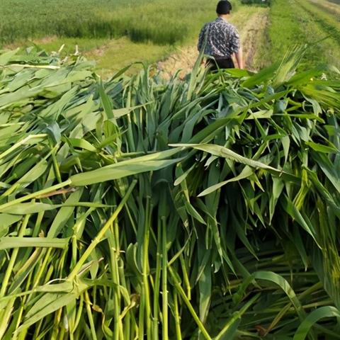 河南哪个村子产酱香酒多