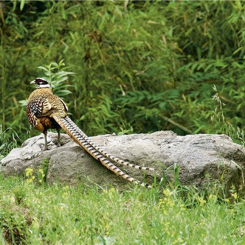 小鹤邯郸市的长尾关键词有哪些