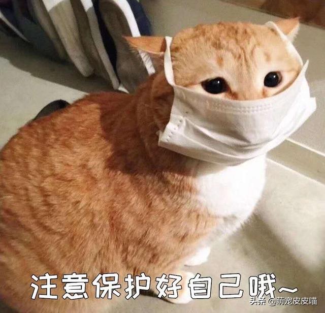 宠物会感染新型肺炎吗