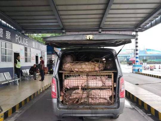 为何不少人利用私家车偷运生猪？成功偷运一头猪赚上千块