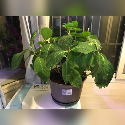 在桂林绣球如何过冬相关长尾关键词有哪些