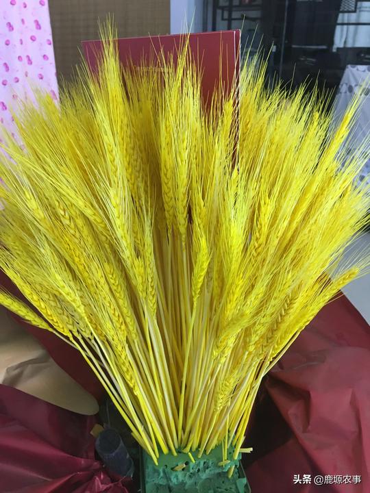 普通麦穗进花店，单枝10元多，这“不起眼”的生意您知道吗