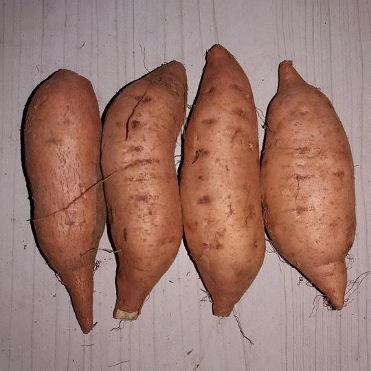 河北大量甘薯批发，价格你绝对想不到，创业好项目，有需求的来