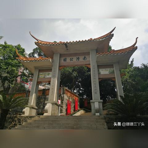广州榕树有几种？