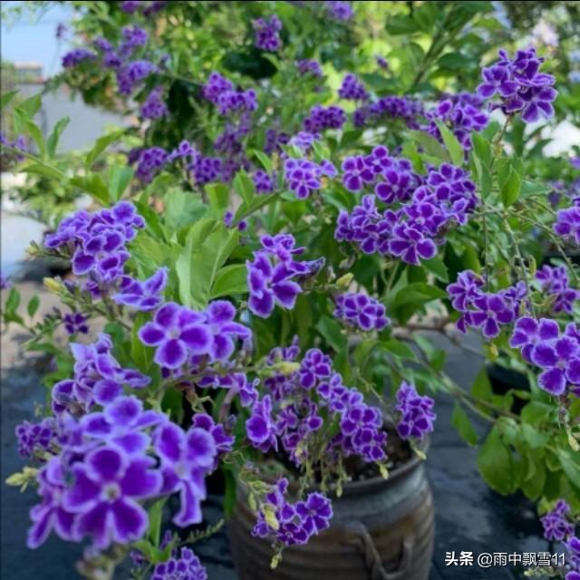 金露花 适合盆栽吗,五种致癌花不能养?