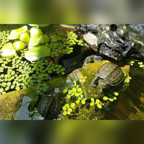 福建乌龟几月冬眠冬眠多久？