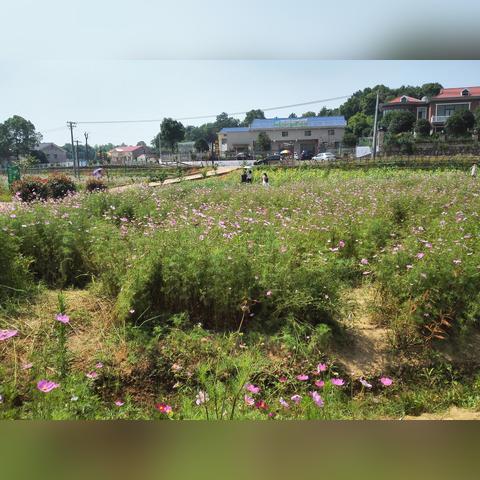 想知道:长沙市长沙西站到长沙市望城区丁字镇公交线路的信息？
