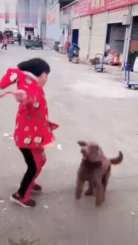 泰迪小色狗搞笑可爱萌萌哒gif