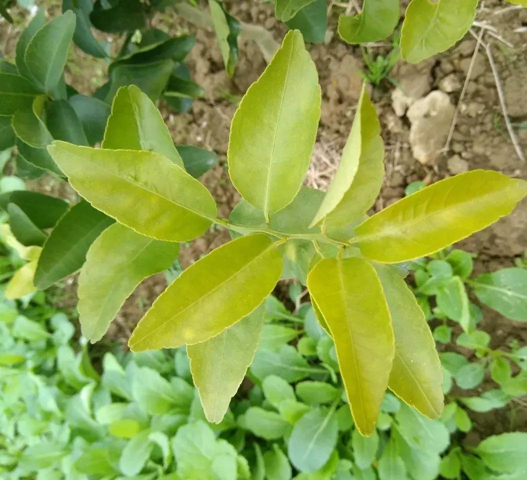 柑橘幼果什么时候开花（开花后什么时候结果）