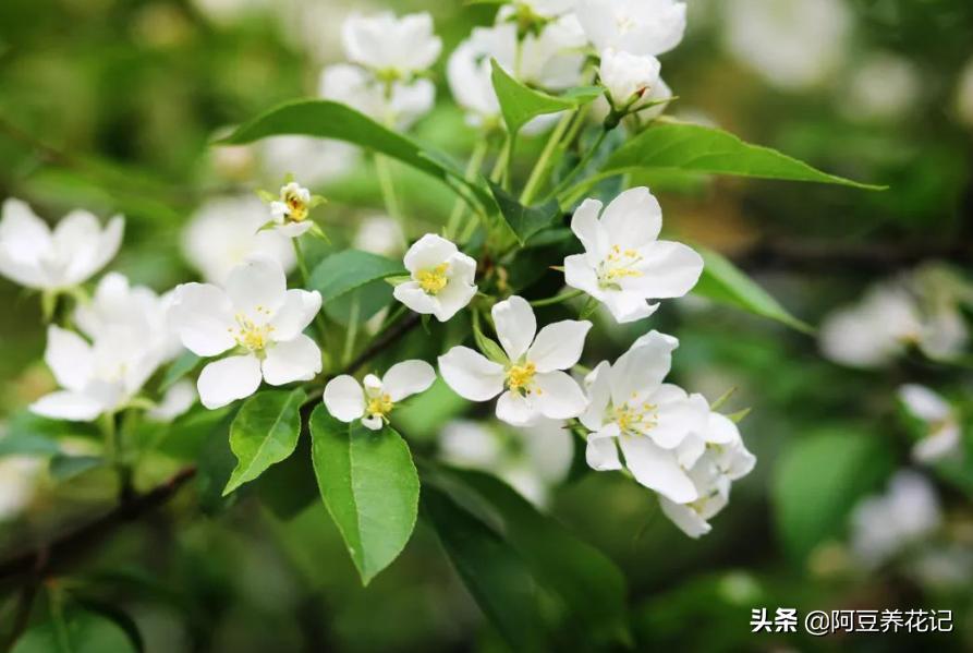 茉莉盆栽淋雨,怕晒的花卉有哪些?