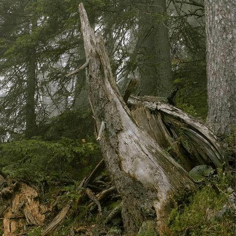 狩猎游戏（狩猎游戏，探索生存与竞争的极致体验）