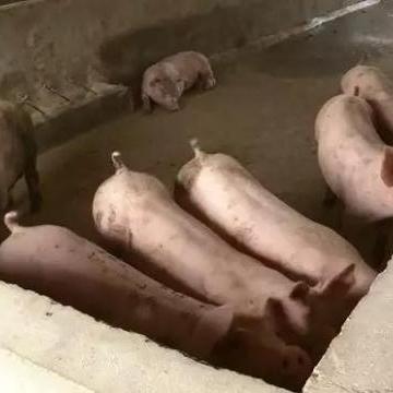 【天津今日生猪价格】2025年5月17日天津生猪价格是多少