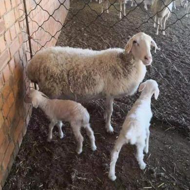 生肖羊在月初生运势(属羊月份出生的命运农历)