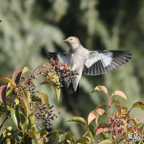 合肥市河北村社区电话是多少
