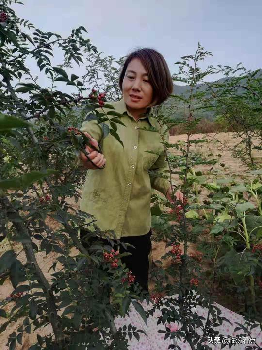 山西临汾不忘初心返乡创业马丽萍与她花椒地