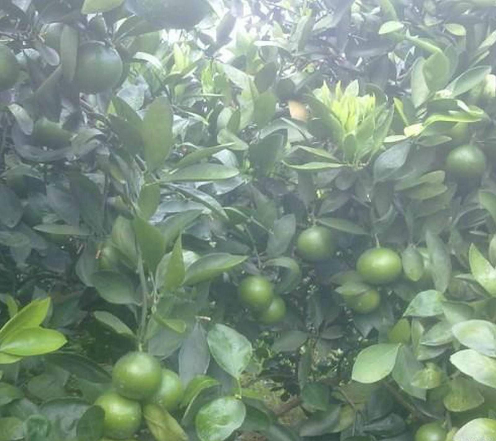 柑橘栽培技术方法有哪几种（柑橘种植规格3x15米）