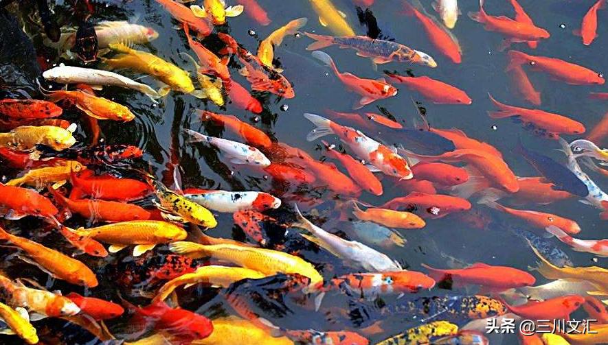 自身的风水_大家知道免费算命对预测师有何危害吗