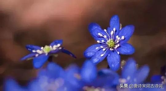 十首比较冷门的送给妻子诗词，看看诗人们的感情生活是怎样的