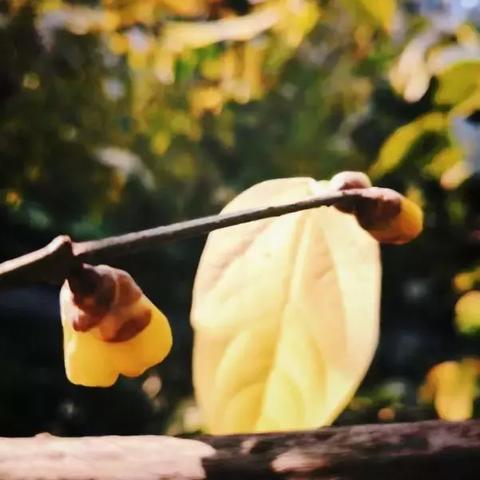 成都市公园的竹林有哪些