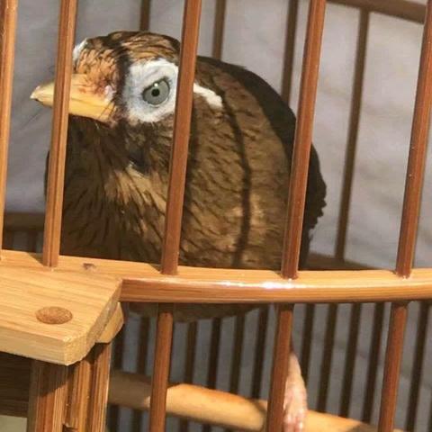 养画眉鸟的方法？