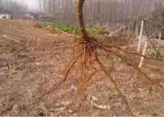 植物生理论文研究思路农学专业考研有哪些选择的专业农学植物保护