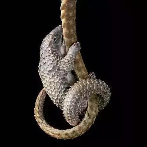 广州非洲级相关长尾关键词有哪些