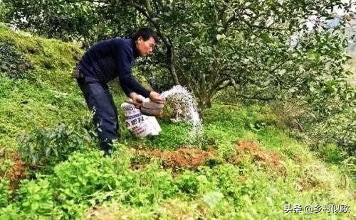 柑橘高效生態(tài)種植手藝_云南柑橘種植面積排行