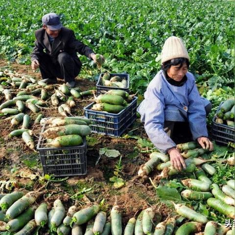 天津市北郊区属于哪个区