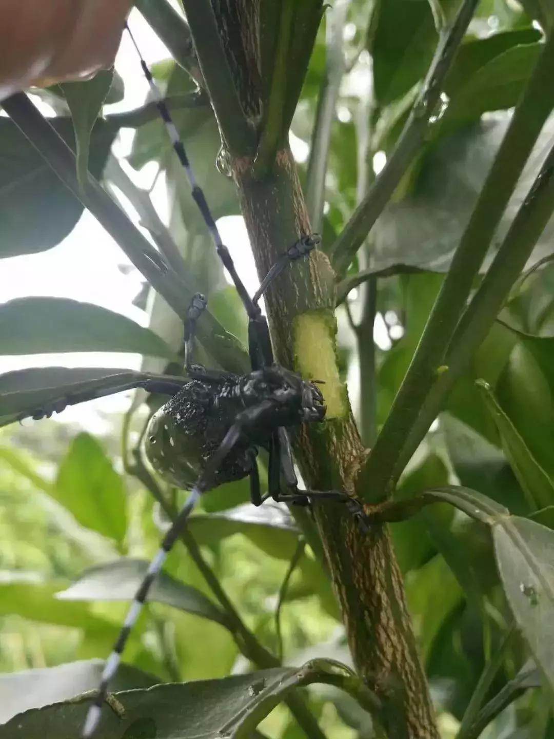 柑橘幼果收购方案（橘子树干出现蛀虫怎么办）