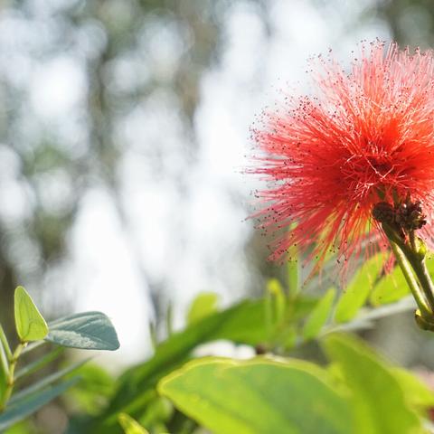 东莞市松山公园在哪里建