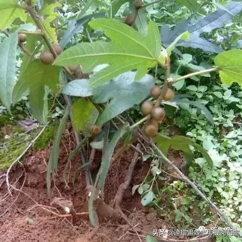 福建山区适合种什么药材？