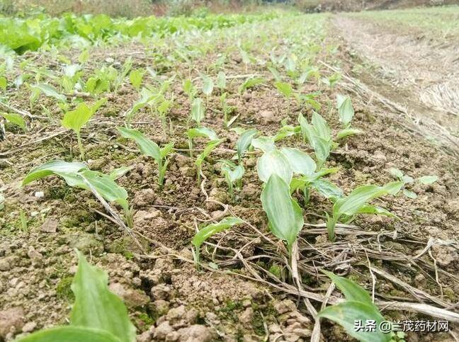 黄精种植技术亩产利润,种植什么东西比较好呢?