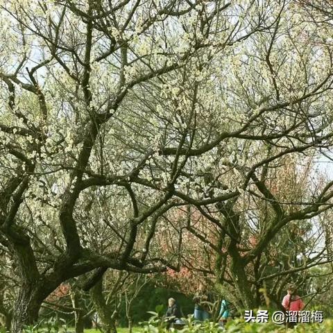 福建青梅素材图片的相关长尾关键词有哪些