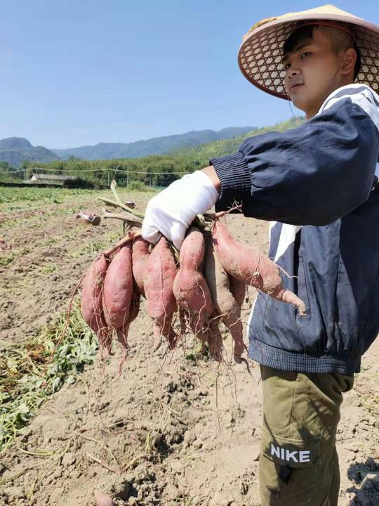 姐弟返乡创业-手工制作红薯干助农兴教