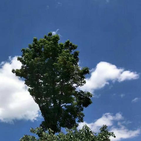 五月的重庆是什么天气