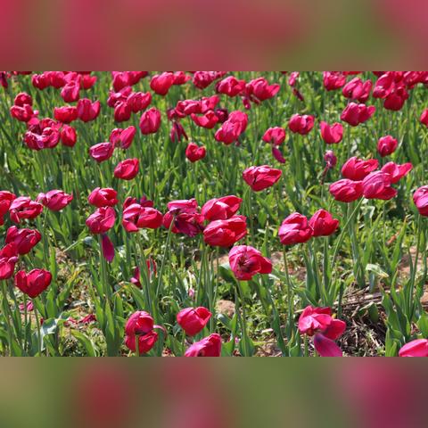 周末合肥周边游相关长尾关键词有哪些