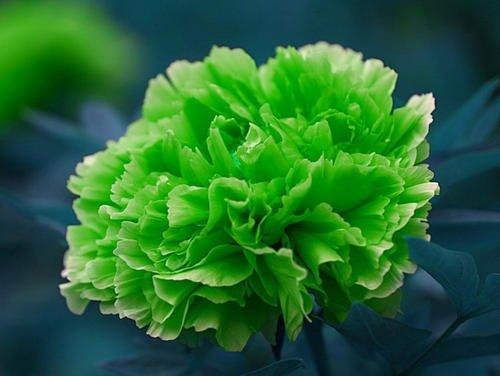 牡丹花语,国色天香是什么花语?