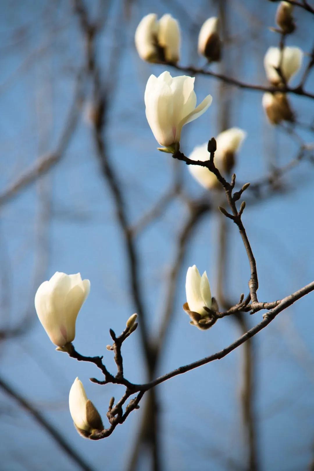 上海市市花白玉兰,上海市花是什么?