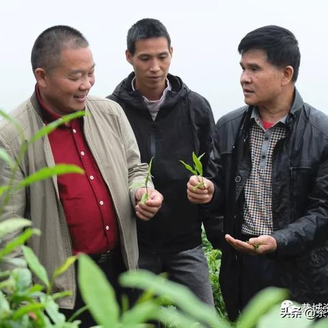 桂林乌龙茶茶叶代理招商相关长尾关键词有哪些