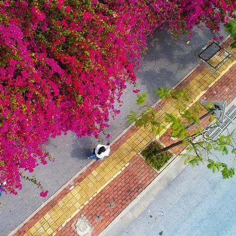 南宁青秀山风铃谷从哪个门进？