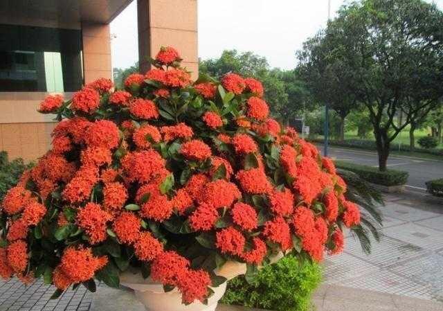 龙宝宝怎么起名字好听(茗辰名字寓意)