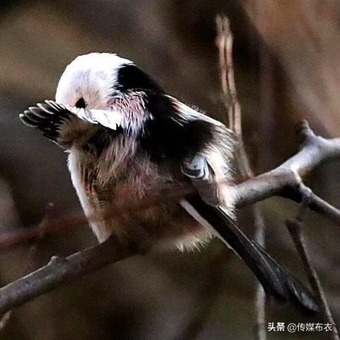 厦门北普的相关长尾关键词有哪些